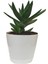 Aloevera Bitkisi Dikenli 10-25 cm Salon ve Balkon Çiçeği 1