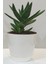 Aloevera Bitkisi Dikenli 10-25 cm Salon ve Balkon Çiçeği 2