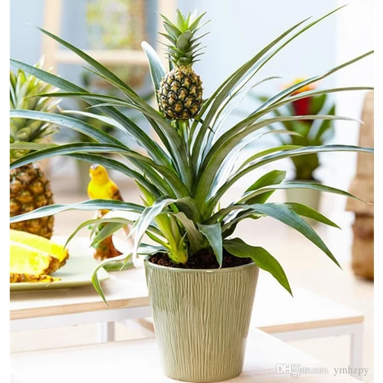 Boothas Ananas Tohumu Saksıda Bonsai Ananas Tohumu 7'li + Torf + Saksı + Tohum
