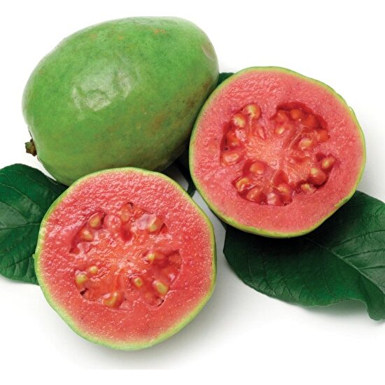 Berke Fidancılık Pink Guava Fidanı 2 Yaş + 20 Cm