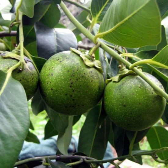 Plantistanbul Diospyros Digyna Black Sapote Çikolata Meyvesi Fiyatı