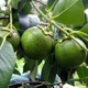 Plantistanbul Diospyros Digyna Black Sapote Çikolata Meyvesi Fidanı 20-40 Cm Saksıda