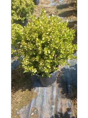 4 Yaş Top Şimşir Fidanı