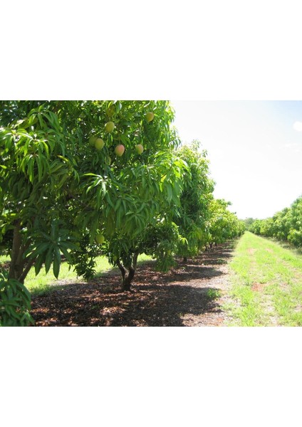 Aşılı Mango Fidanı 3 Yaş 110 cm (Keıtt)