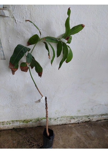 Aşılı Mango Fidanı 3 Yaş 110 cm (Keıtt)