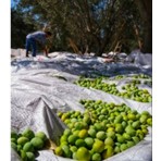 Zeybek Zeytin Toplama Örtüsü