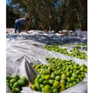 Zeytin Toplama Örtüsü