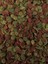 Elite 50-Protein Red Algae Chips ve 48-Protein Garlic 250ML Malawi Balık Yemi ve Contrablue 3