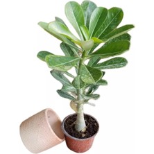 Berke Fidancılık  Adenium Çöl Gülü Çiçeği Fidanı (Dekoratif Saksı )