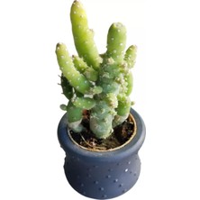 Berke Fidancılık  Kaktüs Opuntia Subulata (5.5 cm Beton Saksı )