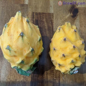 Berke Fidancılık Palora Ecuador Yellow (Çok Nadir Tür) Pitaya Ejder Meyvesi Fidanı
