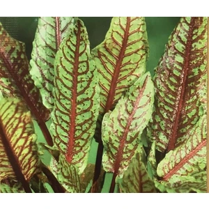 Karahasanoğlu Tarım Yerli Ata Tohumu Kırmızı Kuzukulağı 10 Adet