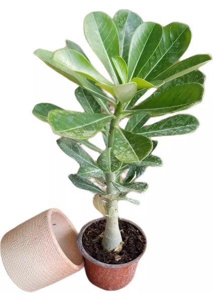 Adenium Çöl Gülü Çiçeği Fidanı (Dekoratif Saksı )