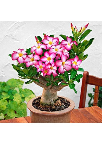 Adenium Çöl Gülü Çiçeği Fidanı (Dekoratif Saksı )