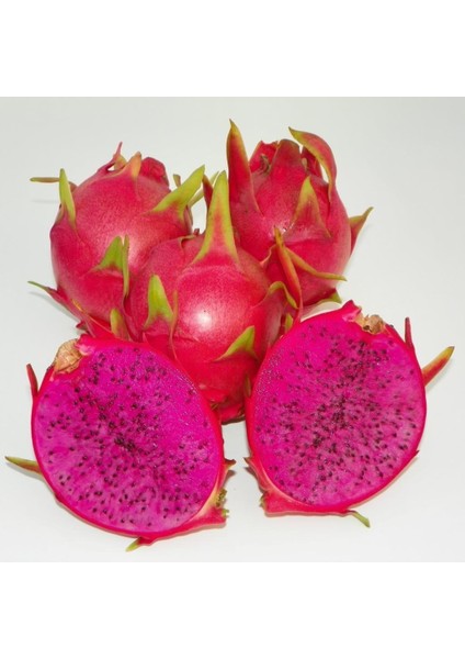 Purple Haze (Özel Tür) Ejder Meyvesi Pitaya Fidanı