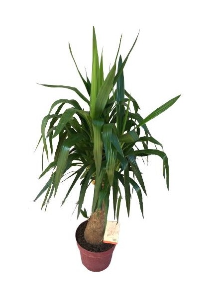 Fil Ayaklı Yucca Ağacı (Yucca Elephantipes)