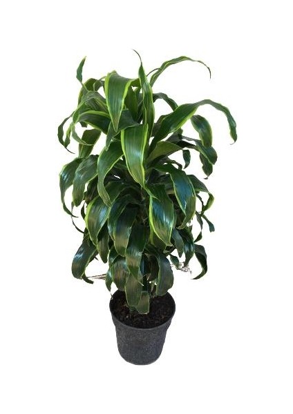 Armenbotanik Dracaena Fragrans 'dorado'