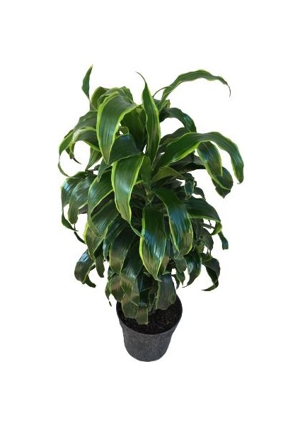 Armenbotanik Dracaena Fragrans 'dorado' fiyatları