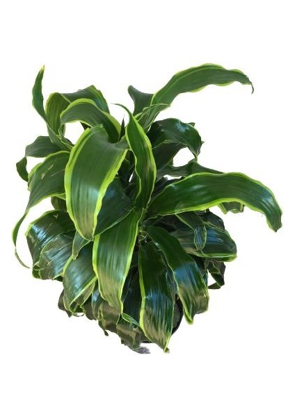 Armenbotanik Dracaena Fragrans 'dorado' modelleri