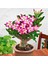 Adenium Çöl Gülü Çiçeği Fidanı (Dekoratif Saksı ) 1