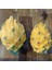 Palora Ecuador Yellow (Çok Nadir Tür) Pitaya Ejder Meyvesi Fidanı 1