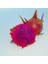 Amerikan Beauty Cinsi Pitaya Ejder Meyvesi Fidanı 1