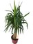 Fil Ayaklı Yucca Ağacı (Yucca Elephantipes) 1