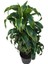 Armenbotanik Dracaena Fragrans 'dorado' 4