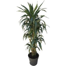 Armenbotanik Dracena Warneckii