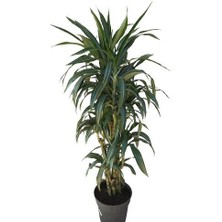 Armenbotanik Dracena Warneckii