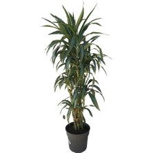 Armenbotanik Dracena Warneckii