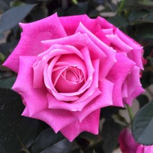 Alioğlu 10 Adet Saksıda Pembe Gül Fidanı ( Yediveren )