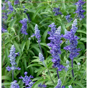 Karahasanoğlu Tarım Yerli Ata Tohumu Ada Çayı 10 Adet