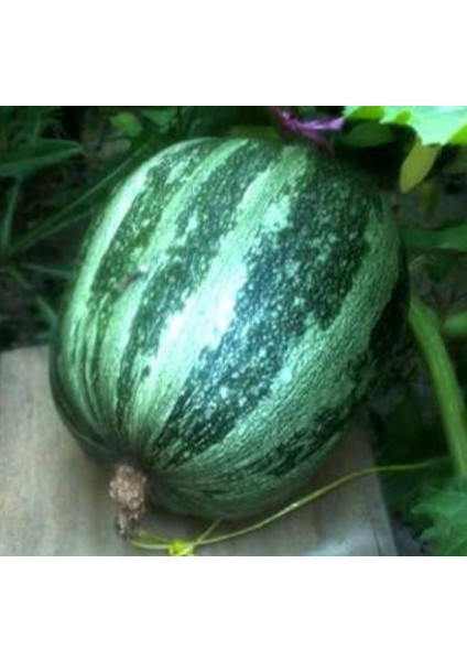Yerli Ata Tohumu Kara Kabak 5 Adet