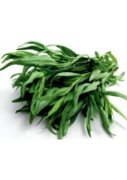 Yerli Ata Tohumu Tarhun 10 Adet