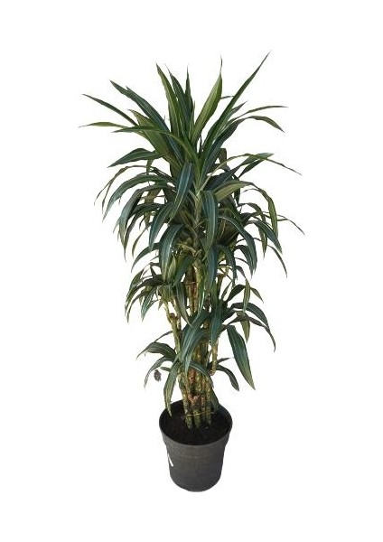 Armenbotanik Dracena Warneckii