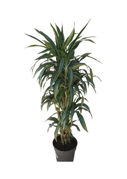 Armenbotanik Dracena Warneckii fiyatları