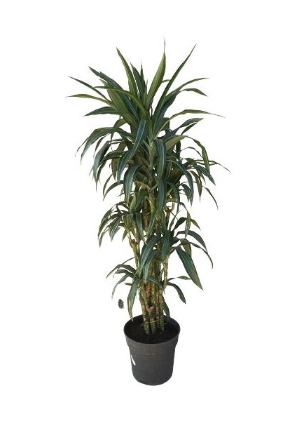 Armenbotanik Dracena Warneckii modelleri