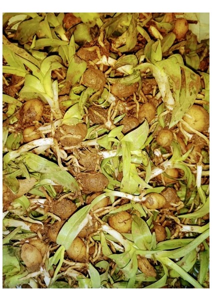 Salep Fidesi 100 Adet
