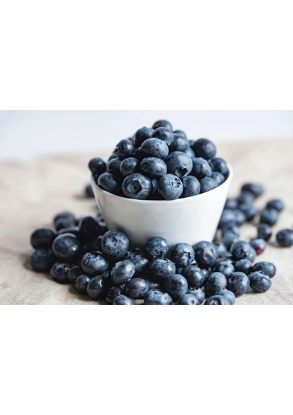 2 Adet Yaban Mersini - Blueberry (Bluecrop) Meyve Fidanı Tüplü