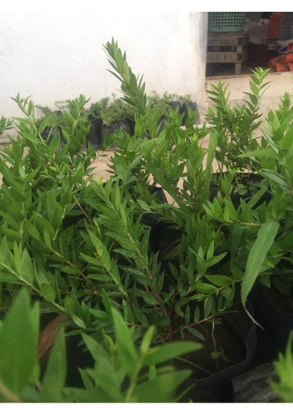 2 Adet Yaban Mersini - Blueberry (Bluecrop) Meyve Fidanı Tüplü