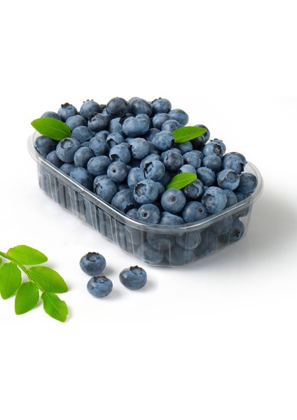 2 Adet Yaban Mersini - Blueberry (Bluecrop) Meyve Fidanı Tüplü