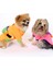 Pet Sweatshirt Çantalı - Turuncu - Köpek ve Kedi Kıyafeti 4