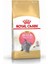 British Shorthair Kitten Kedi Maması, 2 kg 1