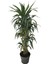 Armenbotanik Dracena Warneckii 1