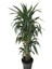 Armenbotanik Dracena Warneckii 2