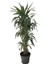 Armenbotanik Dracena Warneckii 3