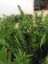 2 Adet Yaban Mersini - Blueberry (Bluecrop) Meyve Fidanı Tüplü 2
