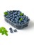 2 Adet Yaban Mersini - Blueberry (Bluecrop) Meyve Fidanı Tüplü 3