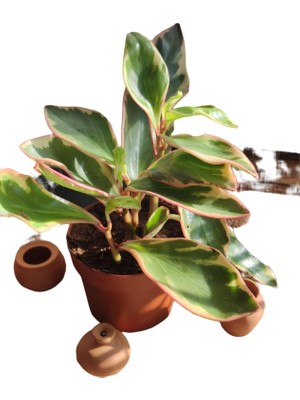 Bitki Fidanım Peperomia Çiçeği Zümrüt Dalgası Çiçeği